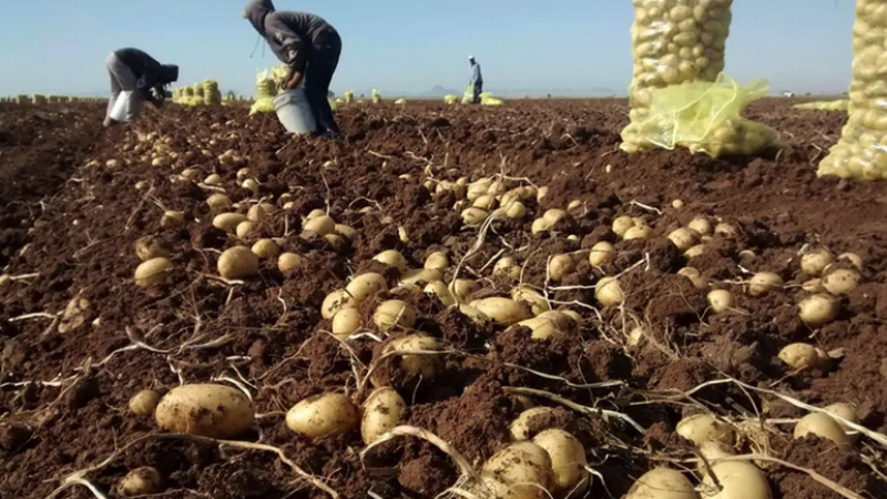 Productores de papa acusan una suba en los costos que los deja fuera de mercado